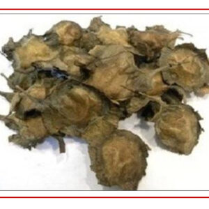 Red Sandal wood seeds