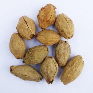 Melia dubia seeds