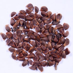 Thespesia populnea Seeds