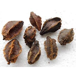 Terminalia arjuna Seeds