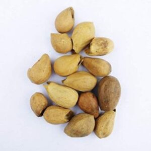 Gmelina arborea Seeds